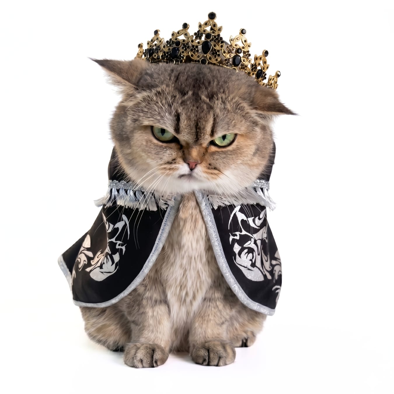 Boy Cat