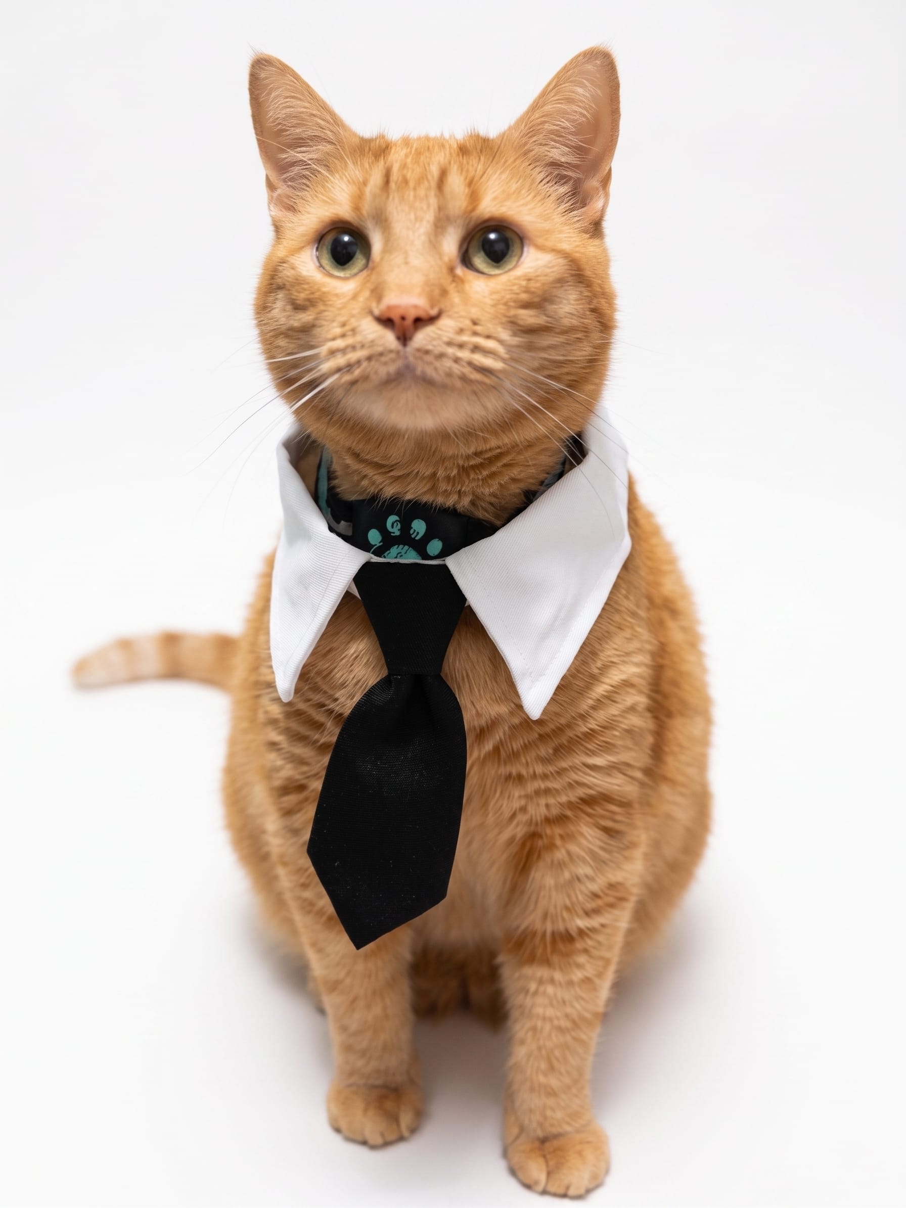 Formal Cat Shirt Collar with Neck Tie