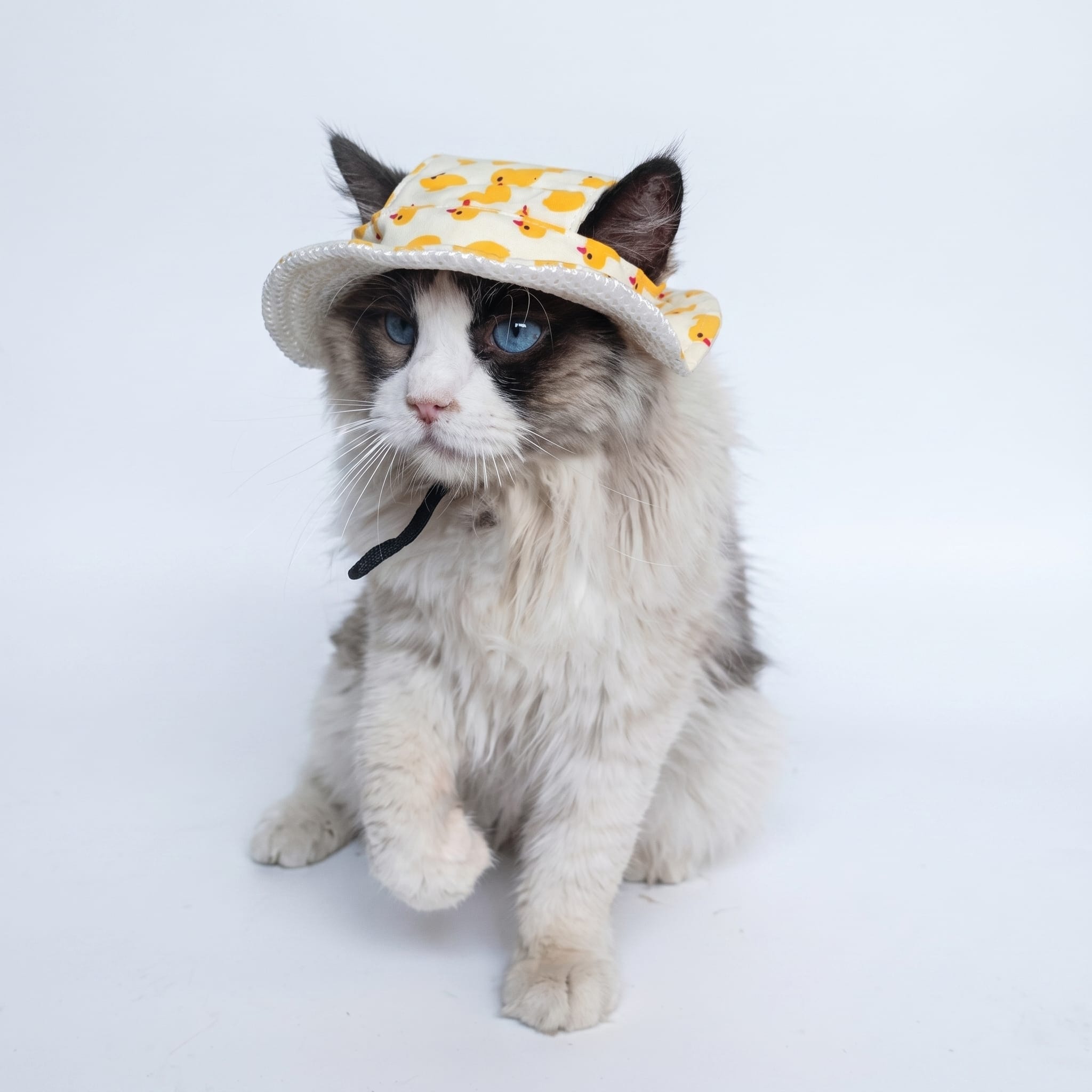 Printed Cat Sun Visor