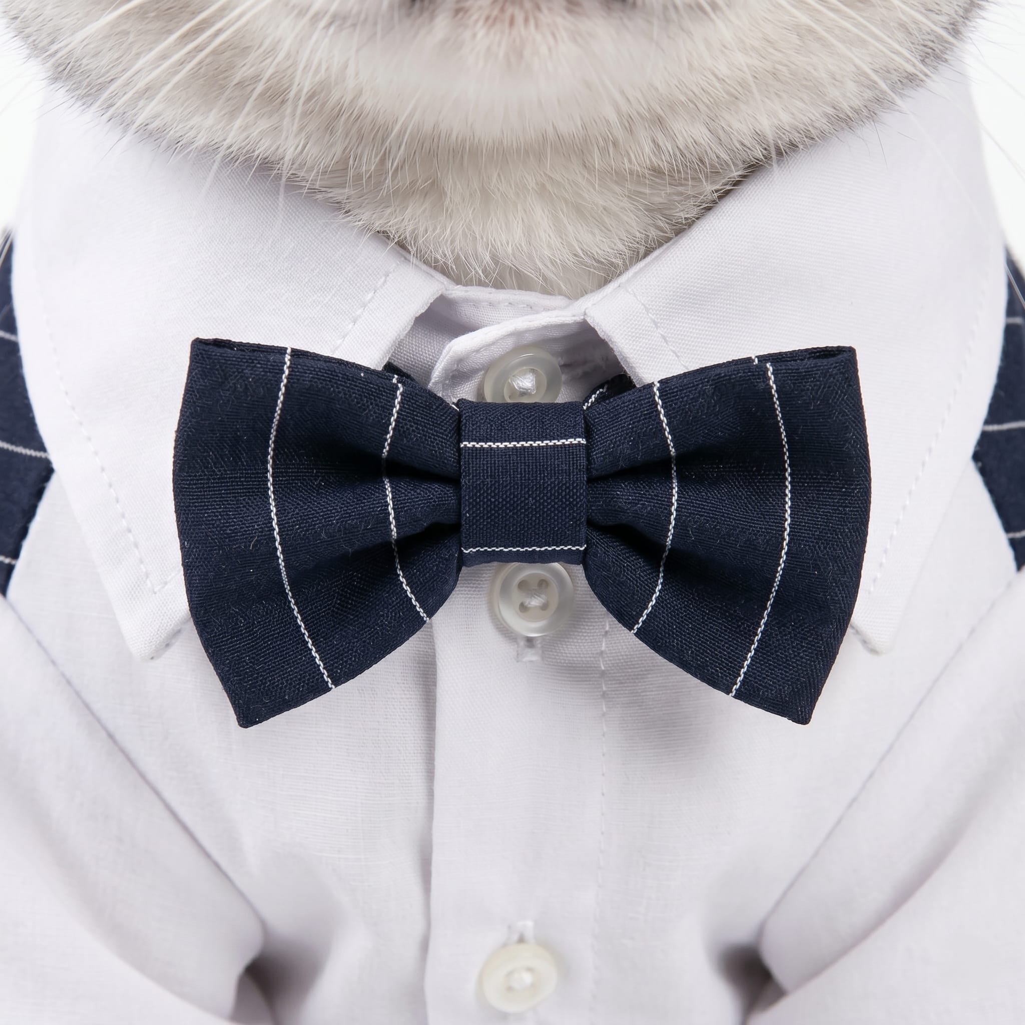 Gentleman Pinstripe Cat Suit