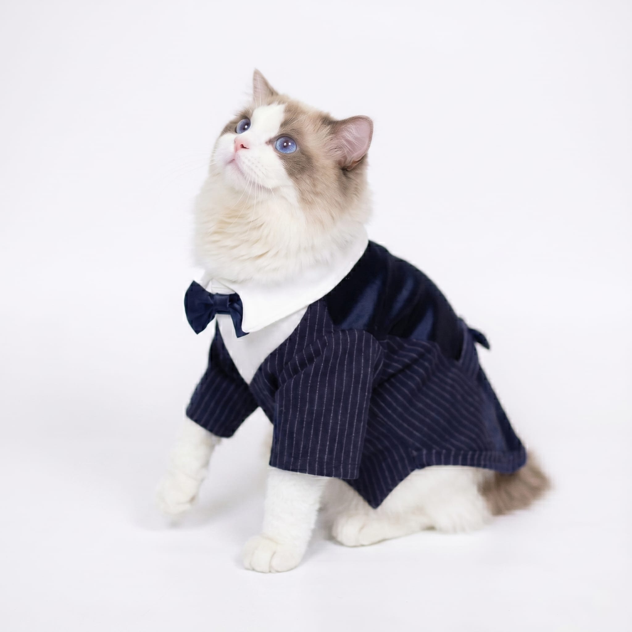 Cat Silk Suit With Bow Tie