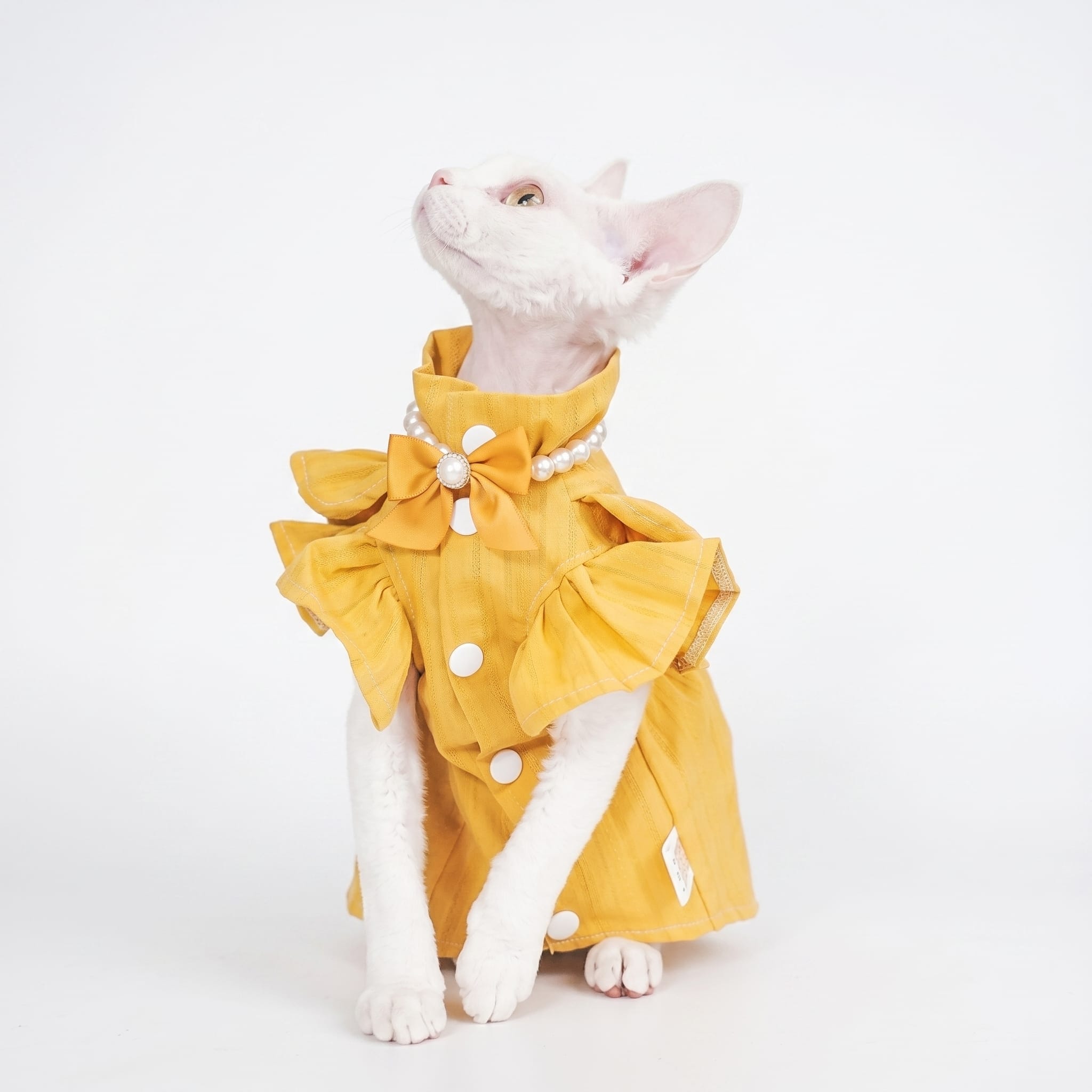 Luxury Golden Bow Designer Cat Dress