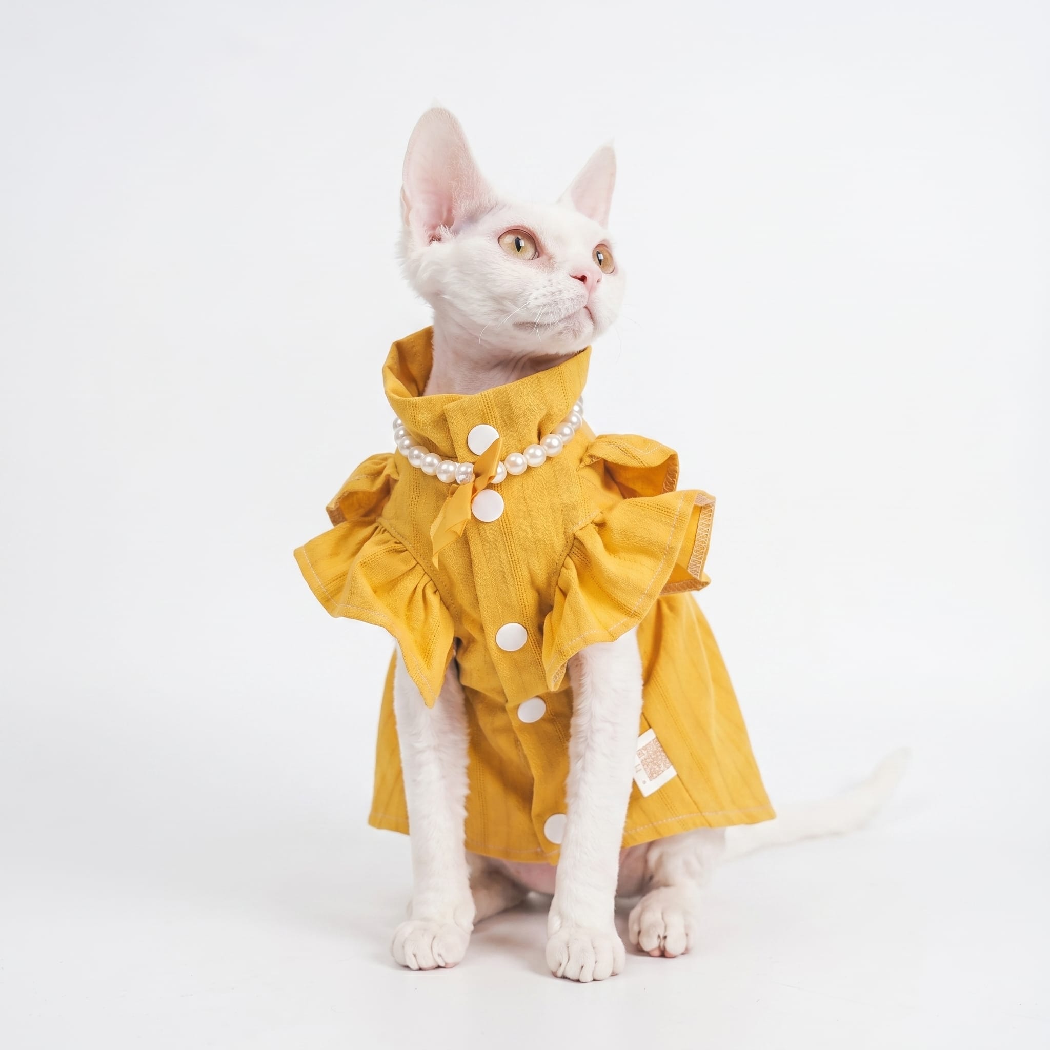 Luxury Golden Bow Designer Cat Dress