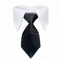 Formal Cat Shirt Collar with Neck Tie